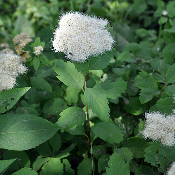 This Spiraea betulifolia (Birch-Leaved Spiraea) shows off a thick, pom-pom-like cluster of tiny white flowers perched atop a leafy green stem. The blossoms are so dense they form a cushion-like mound, with their fine, feathery stamens catching the sunlight. The sharply toothed green leaves contrast beautifully against the bright white bloom, highlighting the shrub's tidy, upright habit.
