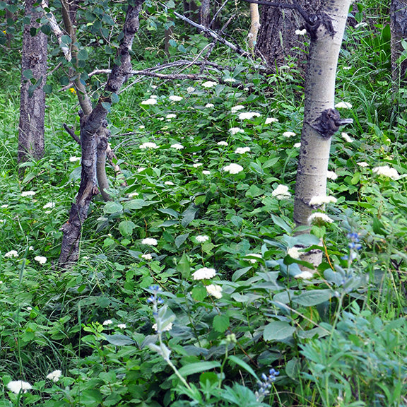 A natural understory of Spiraea betulifolia (Birch-Leaved Spiraea) fills the forest floor with a sea of white blooms beneath a stand of aspen trees. The soft mounds of tiny clustered flowers create a light, airy effect against the lush green foliage, brightening the shady woodland. Dappled sunlight filters through the trees, giving the scene a calm, serene feel as the spirea thrives in its natural setting.