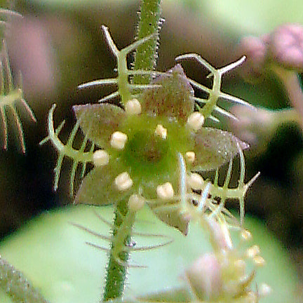 The delicate greenish-brown flower of Bishop’s Cap (Mitella nuda) displays its unique star-like shape, with fringed, antenna-like petals extending outward. Tiny cream-colored stamens cluster around the center, adding to its intricate detail.