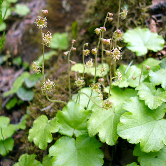 A cluster of Bishop's Cap (Mitella nuda) plants grows in a mossy woodland setting, with slender stems rising above round, scalloped leaves. The tiny, spidery flowers are scattered along the thin stalks, creating an airy, intricate display.