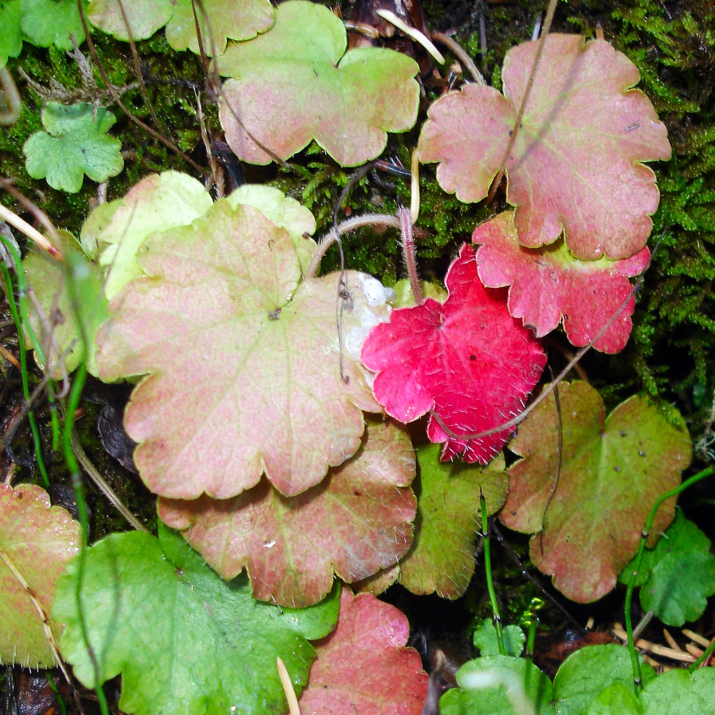 The foliage of Bishop's Cap (Mitella nuda) shifts to autumn hues, with soft green leaves turning shades of pink and red. A single, strikingly crimson leaf stands out against the muted tones of the woodland floor.