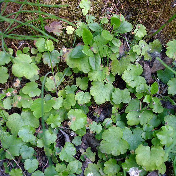 A lush carpet of Bishop's Cap (Mitella nuda) spreads across the forest floor, its dense, rounded leaves creating a vibrant green groundcover. Delicate flowering stems rise above the foliage, blending into the shaded understory.