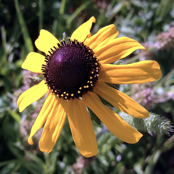 A close-up of a single Rudbeckia hirta (Black-Eyed Susan) bloom, its golden yellow petals radiating around a dark, domed center. The deep brown disk is ringed with tiny tubular florets, while the slender petals curl slightly at the tips, glowing brightly in the sun against a blurred green background.