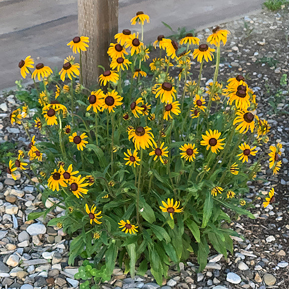 A vibrant clump of Rudbeckia hirta (Black-Eyed Susan) in full bloom, growing along a gravel walkway. Dozens of cheerful yellow flowers with dark centers rise above the dense, green foliage, each bloom held aloft on a slender, upright stem.