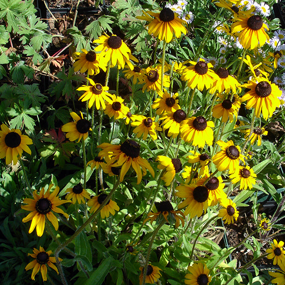 A dense garden patch of Rudbeckia hirta (Black-Eyed Susan), with dozens of bright yellow flowers filling the frame. The golden petals arch gracefully around the bold, chocolate-brown centers, creating a striking contrast against the leafy green backdrop and hints of other native plants.