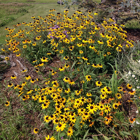 A sprawling display of Rudbeckia hirta (Black-Eyed Susan) bursting with golden blooms across a sunny garden bed. Hundreds of daisy-like flowers with rich, dark centers sway above a sea of green leaves, blending beautifully with a few scattered purple and white wildflowers in the background.