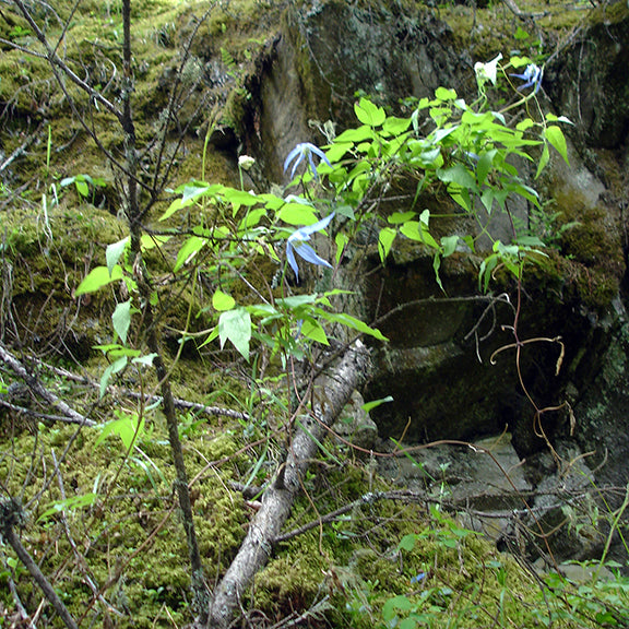 A Clematis occidentalis (Wild Blue Clematis) vine with delicate blue flowers weaving through branches and moss-covered rocks. The vibrant green leaves contrast against the earthy tones of the rocky forest floor, showing the plant's climbing growth habit.