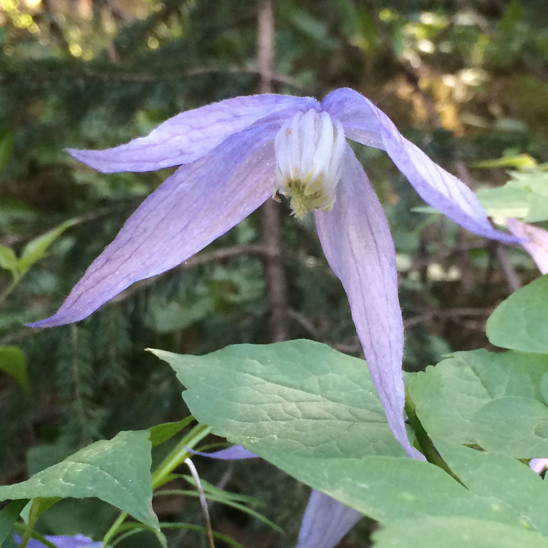 A delicate Clematis occidentalis (Wild Blue Clematis) flower with soft lavender-blue, nodding petals and a pale yellow center. The flower is surrounded by green foliage, with a blurred forest background adding depth to the scene.