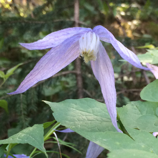 A delicate Clematis occidentalis (Wild Blue Clematis) flower with soft lavender-blue, nodding petals and a pale yellow center. The flower is surrounded by green foliage, with a blurred forest background adding depth to the scene.