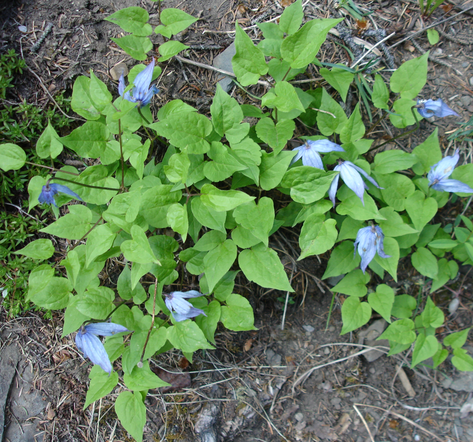 A sprawling Clematis occidentalis (Wild Blue Clematis) plant with multiple pale blue, bell-shaped flowers and dense green leaves. The plant is growing in an open woodland area, creating a lush, natural ground cover.