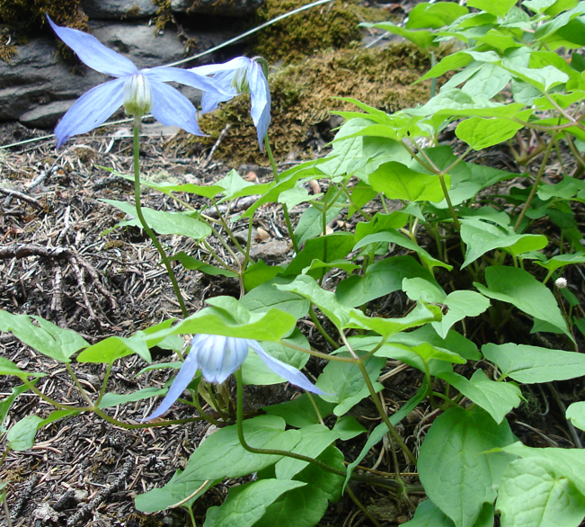 A small patch of Clematis occidentalis (Wild Blue Clematis) growing along the forest floor, with slender stems supporting pale blue flowers. The green, heart-shaped leaves contrast with the rocky and mossy ground beneath.