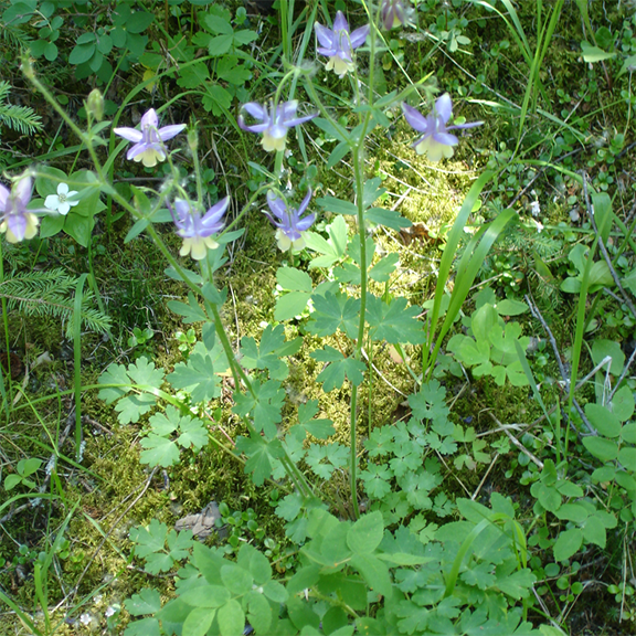 A group of Blue Columbine plants growing in a forest setting, with tall, slender stems bearing multiple blue and cream flowers. The surrounding green foliage and dappled sunlight create a natural woodland scene.