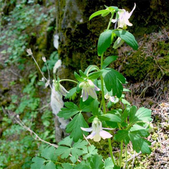 A Blue Columbine plant growing against a moss-covered rock, its delicate nodding flowers gracefully hanging from slender stems. The bright green foliage contrasts with the shaded woodland background, emphasizing its natural habitat.
