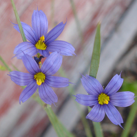 Three delicate flowers of Sisyrinchium montanum (Blue Eyed Grass) bloom in soft purple-blue hues, each with six narrow petals veined in deeper tones. Bright yellow centers create a striking contrast, while slender green leaves frame the star-shaped blossoms.