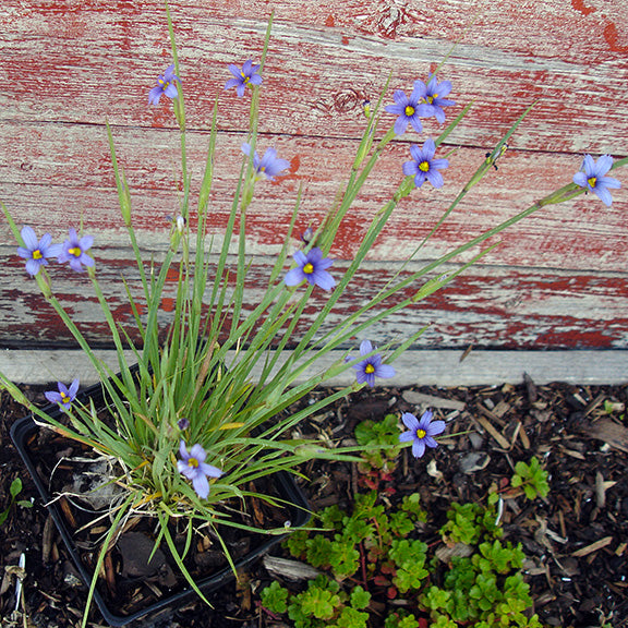 A potted Sisyrinchium montanum (Blue Eyed Grass) plant in bloom, its thin, grass-like leaves rising upright and tipped with scattered purple-blue flowers. The bright yellow centers glow against the weathered red wooden wall in the background, highlighting the plant's charming simplicity.