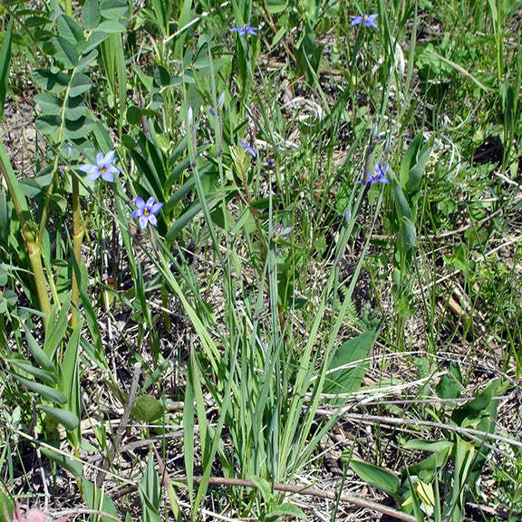 A clump of Sisyrinchium montanum (Blue Eyed Grass) growing naturally in a grassy meadow, surrounded by emerging spring vegetation. The slender green leaves and stems blend with the surrounding grasses, while small purple-blue flowers with golden centers stand out against the tangle of greenery.