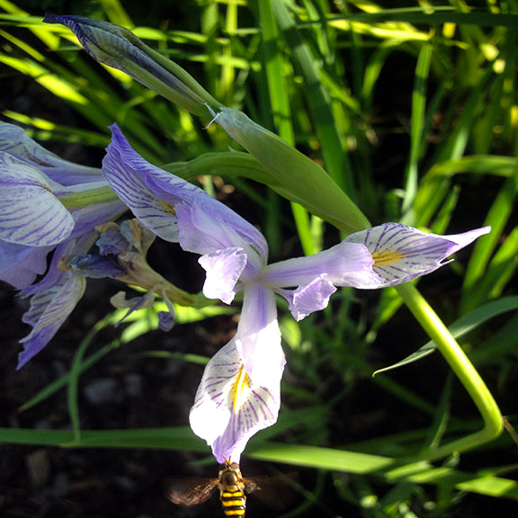 A close-up of an Iris missouriensis (Blue Flag Iris) in full bloom, with soft lavender petals adorned with deep purple veins and a golden-yellow streak at the center. The delicate, arching petals contrast against the bright green, sword-like leaves in the background, while a hovering pollinator approaches the flower.