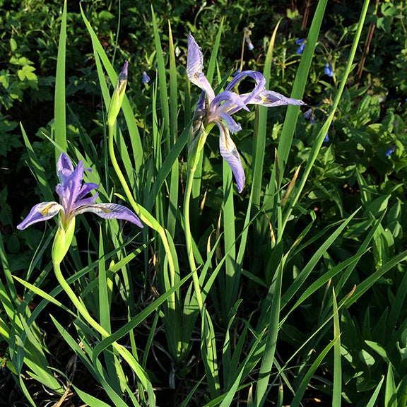 A pair of Iris missouriensis (Blue Flag Iris) blooms emerging from a dense patch of grass-like foliage. Their pale purple petals with intricate veining stand out against the rich greenery, while unopened buds signal more blossoms to come. Dappled sunlight filters through the leaves onto the plant's elegant form.
