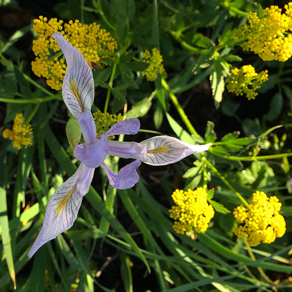 A striking top-down view of an Iris missouriensis (Blue Flag Iris) bloom, its pale violet petals splayed open with fine dark purple veins and a golden flare near the center. The flower is nestled among vibrant yellow Heart-Leaved Alexanders, creating a vivid contrast of color and texture in the natural landscape.