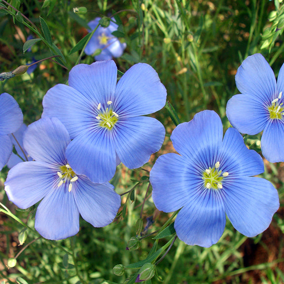 A cluster of delicate sky-blue flowers with five petals, each with fine darker veins leading to a bright yellow center. The flowers sway on thin, wiry stems, with soft-focus greenery in the background.