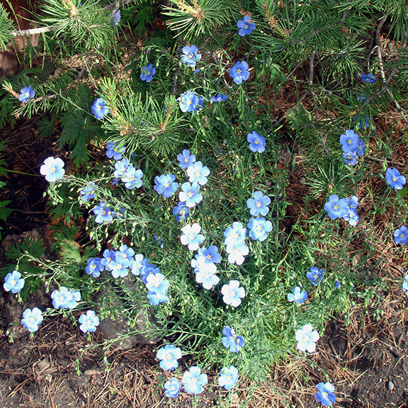 Dozens of vivid blue blossoms scattered across a sprawling, bushy plant with fine, thread-like leaves. The flowers contrast beautifully against the dark pine needles and forest floor.