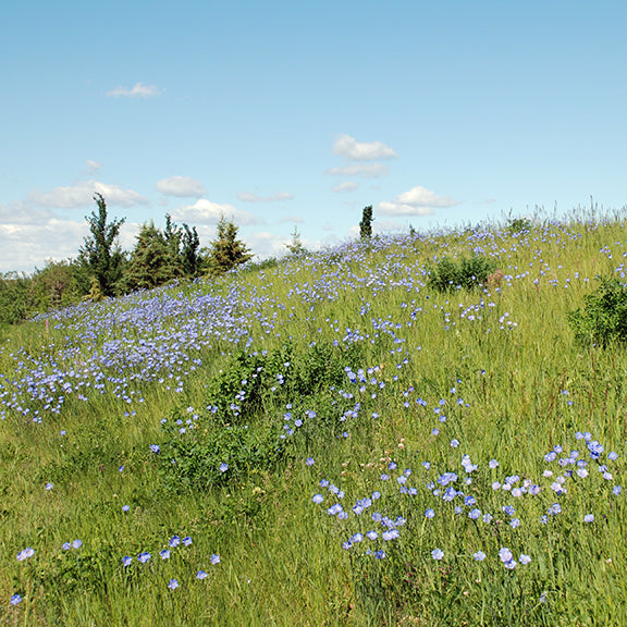 A vast meadow blanketed in soft blue as thousands of Blue Flax flowers bloom among lush green grasses, stretching under a bright sky with wispy clouds.