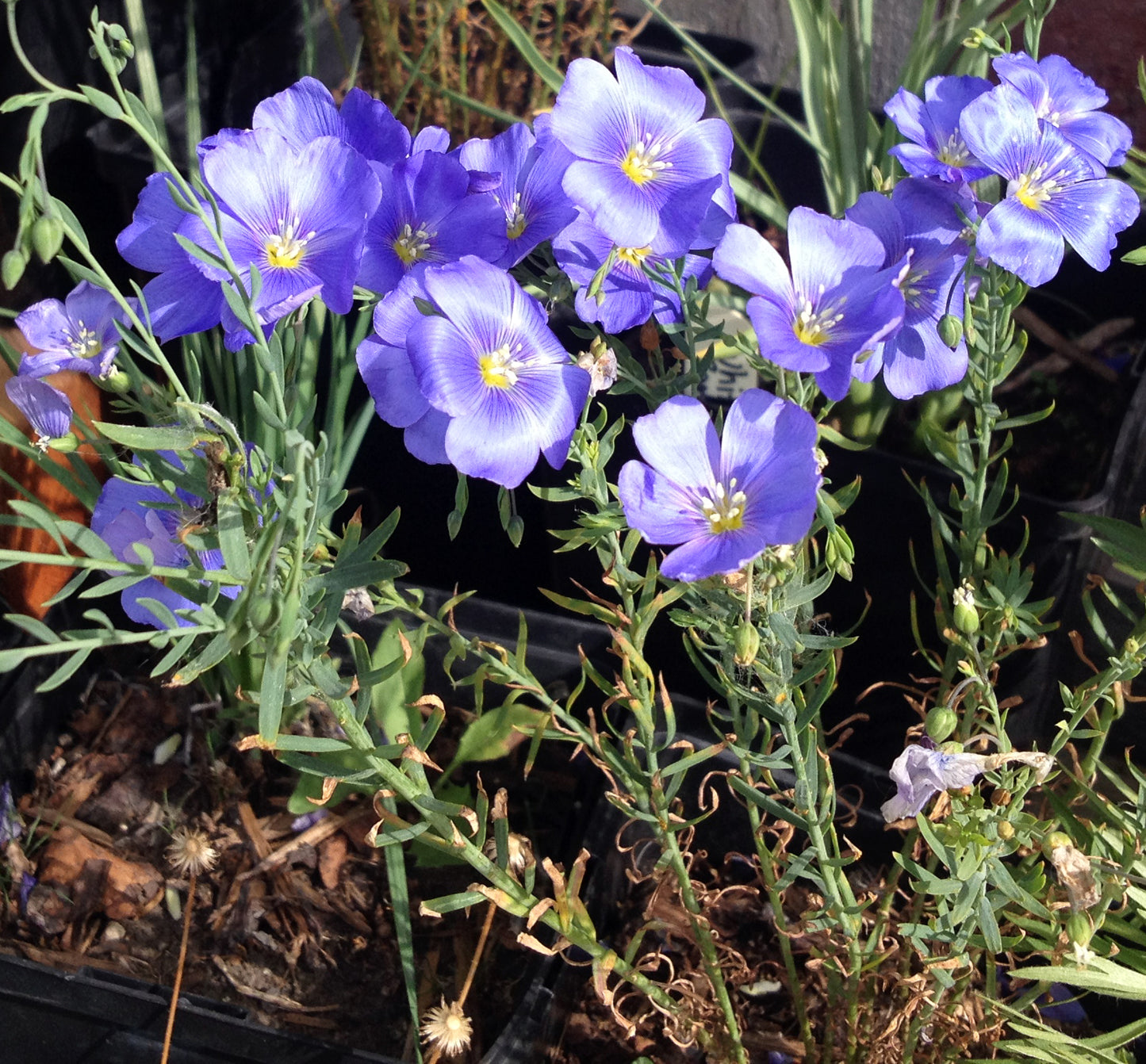 A vibrant display of deep blue flax flowers in a nursery setting, their silky petals glowing in the sunlight. The wiry green foliage intertwines with other potted plants in the background.