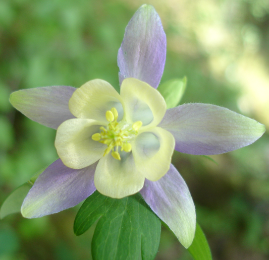 Close-up of a Blue Columbine flower with delicate pale blue and cream-colored petals, a soft yellow center, and long spurred petals. The intricate structure and subtle color gradients highlight the beauty of this native wildflower.