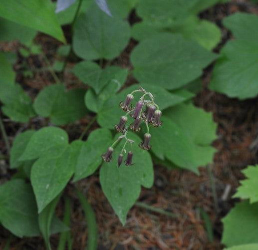 A close-up of Anticlea occidentale (Bronze Bells) flowers hanging in graceful clusters. The bell-shaped, purplish-bronze blooms with curling petal tips contrast beautifully against the lush green foliage of Heart Leaf Arnica and Coltsfoot in the background.