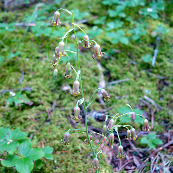 A naturally growing Anticlea occidentale (Bronze Bells) plant with arching stems bearing multiple hanging flowers. The soft, mossy forest floor and surrounding green vegetation create a serene, woodland backdrop.