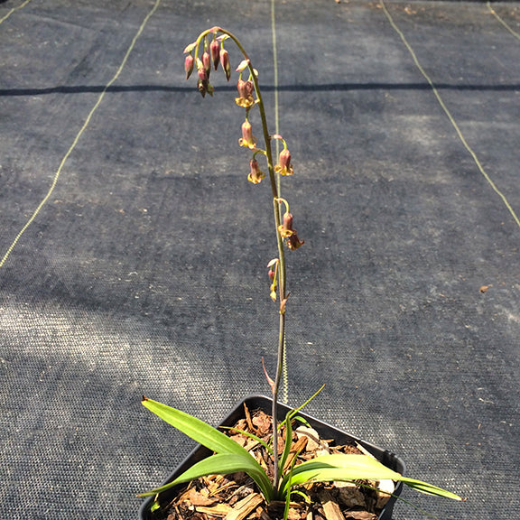 ChatGPT said:
A small potted plant with slender, grass-like leaves and a tall, arching flower stalk bearing delicate, drooping blossoms is pictured. The flowers are reddish-purple with yellow highlights and dangle in a loose, one-sided cluster along the stem. The pot sits on a black weed barrier fabric in a sunlit outdoor nursery setting.