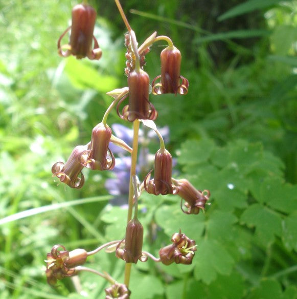A macro shot of Anticlea occidentale (Bronze Bells) flowers showcasing their intricate, curled petal edges and warm, reddish-brown hues. The delicate structure and fine details highlight the plant’s unique beauty