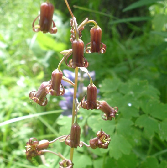 A macro shot of Anticlea occidentale (Bronze Bells) flowers showcasing their intricate, curled petal edges and warm, reddish-brown hues. The delicate structure and fine details highlight the plant’s unique beauty