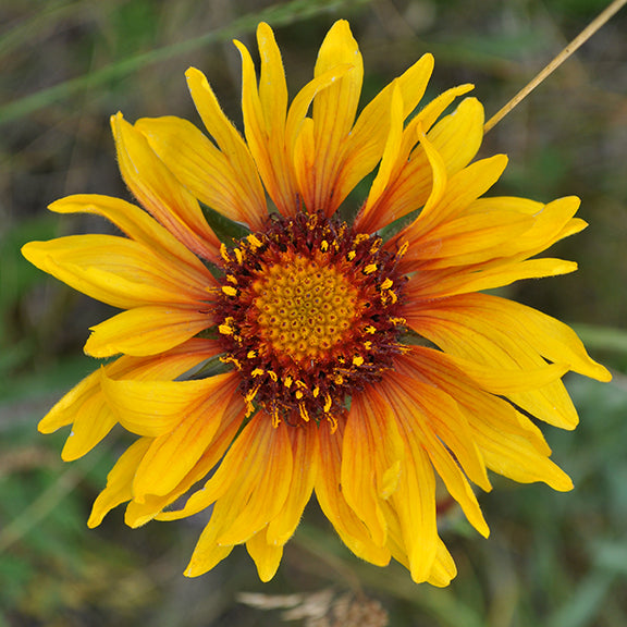 A vibrant close-up of Gaillardia aristata (Brown-eyed Susan) with golden-yellow petals that fade into deep reddish-orange near the center. The slightly curled petals surround a dark, textured disk, creating a sunburst effect. The slender green stem and blurred background highlight its striking color contrast.