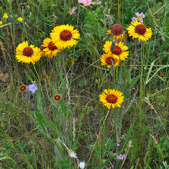 A group of Gaillardia aristata (Brown-eyed Susan) blooms stand tall among grasses and other wildflowers. Their bright yellow petals with reddish bases frame a dark brown center, adding warmth to the meadow. The mix of greenery and scattered purple and pink flowers enhances the prairie setting.