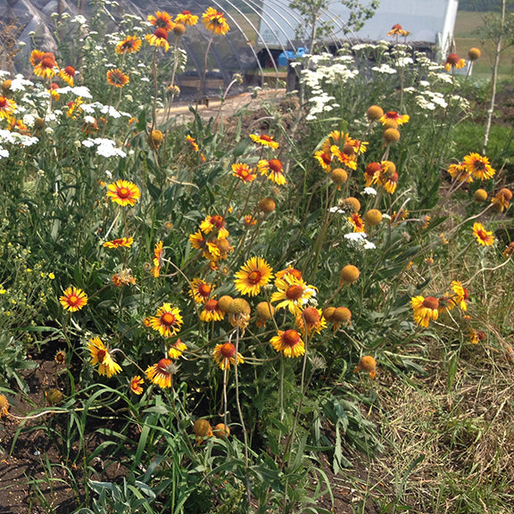A lively patch of Gaillardia aristata (Brown-eyed Susan) fills the foreground, their bold yellow and red blooms mingling with white wildflowers. The greenhouse in the background hints at a cultivated setting, contrasting with the wild, sprawling nature of the plants.