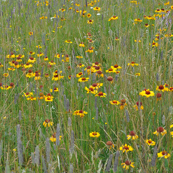 A sweeping prairie landscape speckled with Gaillardia aristata (Brown-eyed Susan), their golden-yellow flowers standing out among tall grasses. Some blooms remain vibrant, while others have faded to reveal dark seed heads, capturing the seasonal transition in a native grassland.