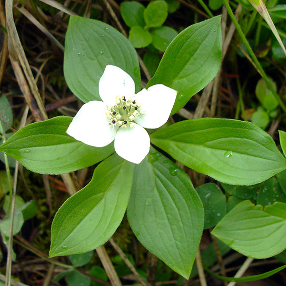 A detailed close-up of Cornus canadensis (Bunchberry) with a single white flower and four rounded petals, surrounding a cluster of tiny greenish-black central florets. The bright green leaves, arranged in a whorl, have visible veins and a smooth texture, with small dewdrops clinging to the surface.