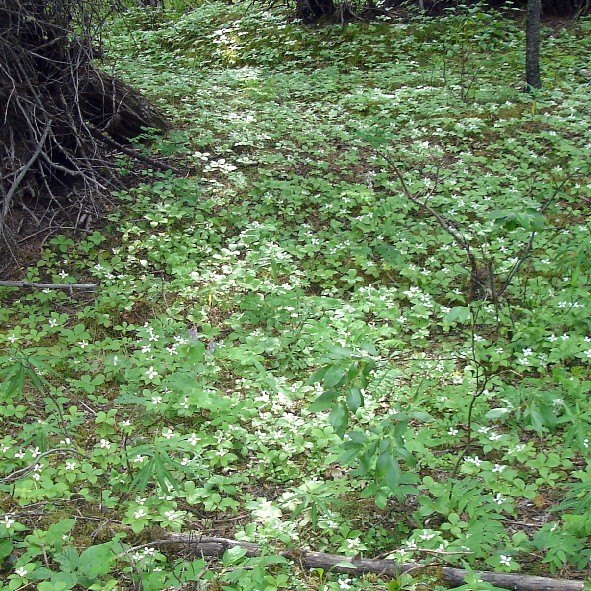 A lush carpet of Cornus canadensis (Bunchberry) covering the forest floor, with numerous white flowers scattered among green foliage. The dappled sunlight filters through the trees, highlighting the extensive, spreading growth habit of this woodland species.