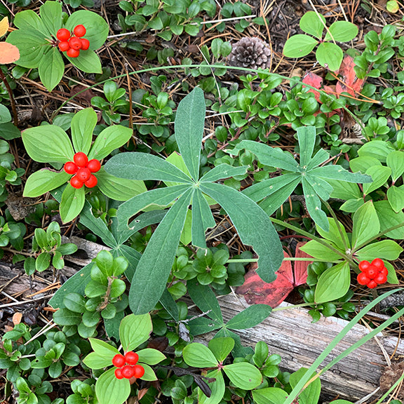 A small cluster of Cornus canadensis (Bunchberry) plants bearing vibrant red berries, nestled among green foliage. The glossy berries contrast against the deep green leaves, which are interspersed with other low-growing forest plants.