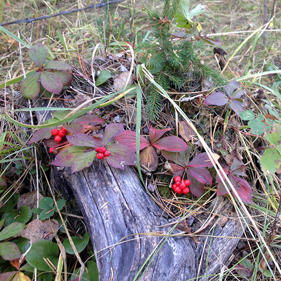 Cornus canadensis (Bunchberry) plants displaying seasonal color changes, with leaves turning shades of red and purple while clusters of bright red berries persist. The plants are growing along a decaying log, blending into the woodland floor covered with pine needles and grasses.
