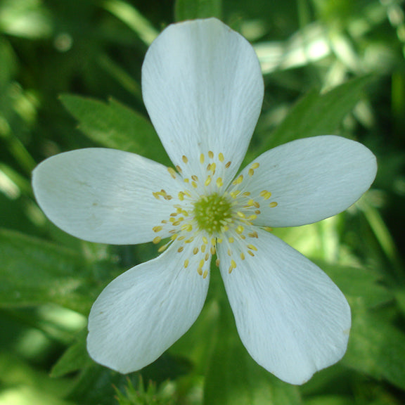 A close-up of a single Anemonastrum canadense (Canada Anemone) flower, showcasing its pure white petals and golden-yellow stamens, set against a backdrop of green foliage.