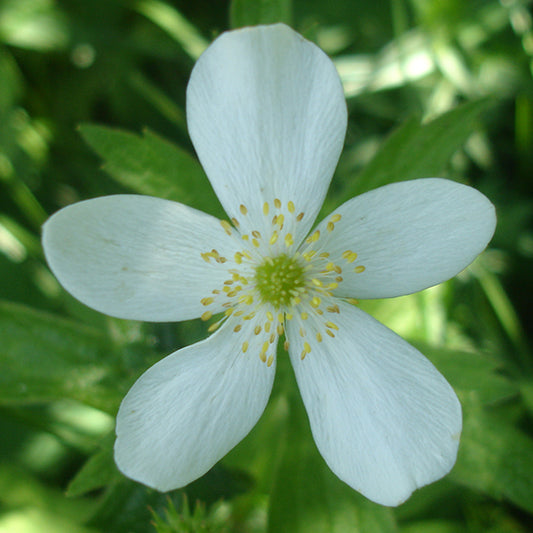 A close-up of a single Anemonastrum canadense (Canada Anemone) flower, showcasing its pure white petals and golden-yellow stamens, set against a backdrop of green foliage.