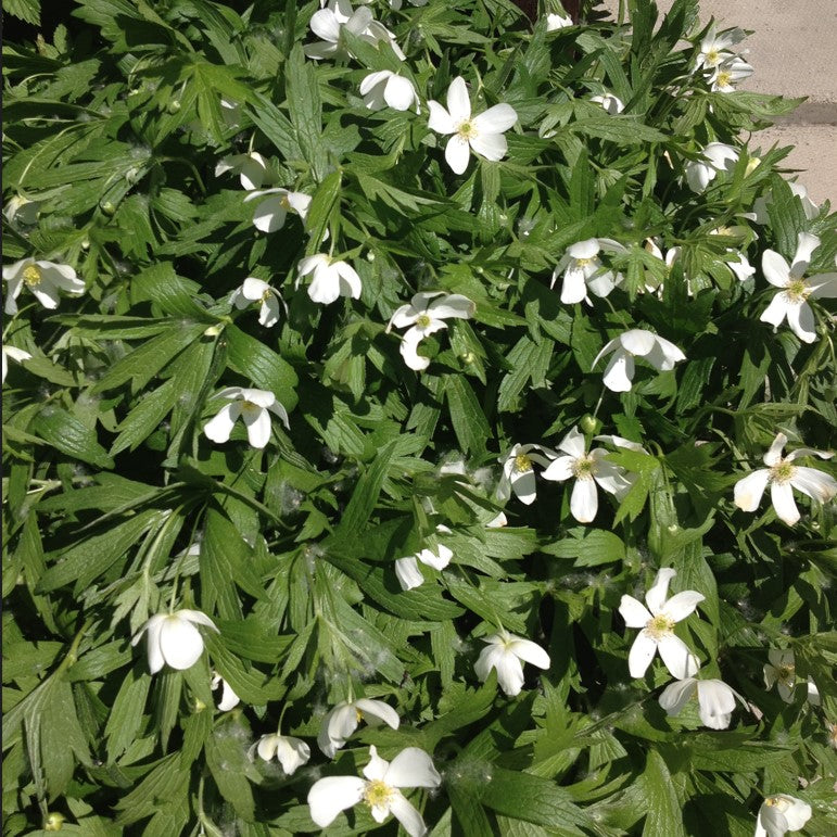 A dense patch of Anemonastrum canadense (Canada Anemone) in full bloom, with numerous white flowers scattered across a lush bed of deeply lobed green foliage.
