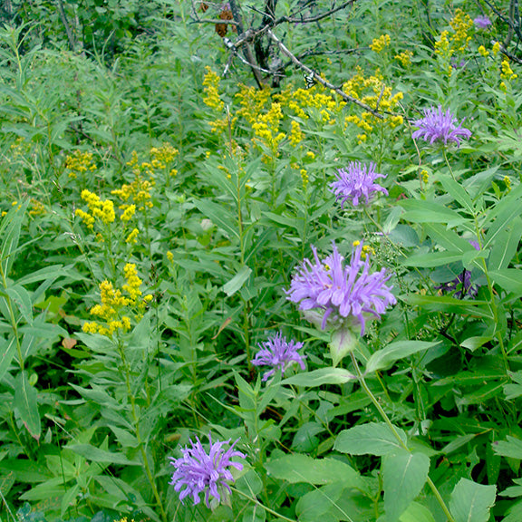 A lush meadow scene with Solidago canadensis (Canada Goldenrod) in full bloom, its bright yellow flower plumes scattered throughout the greenery. In the foreground, several purple Monarda fistulosa (Wild Bergamot) flowers add a splash of color, contrasting with the golden backdrop.