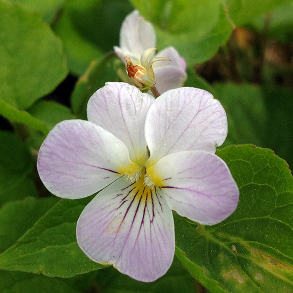 The Canada violet (Viola canadensis) displays a delicate flower with faint purple veins streaking across its pale petals, accented by a splash of yellow at the throat. Its soft coloring stands out against the rich green leaves, creating a striking but gentle woodland bloom.