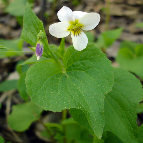 A single Canada violet (Viola canadensis) flower rises above its large, heart-shaped leaf, showcasing white petals touched with yellow and fine purple lines. A purplish bud waits to open, hinting at the subtle beauty of this native violet found in shaded forest understories.