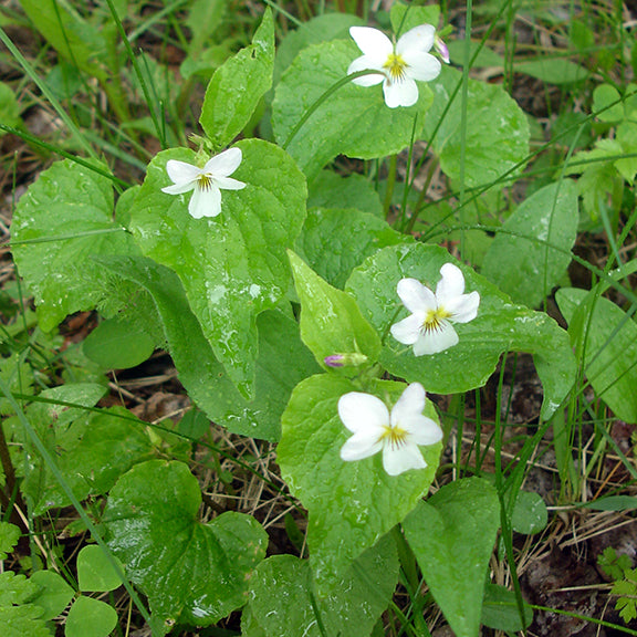 Clusters of Canada violet (Viola canadensis) blossoms brighten the forest floor, their white flowers accented by purple lines and yellow centers. The broad, deep green leaves create a dense ground cover beneath the slender stems bearing these delicate blooms.