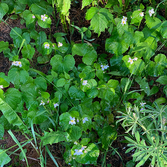 Patches of Canada violet (Viola canadensis) spread across the woodland ground, each plant dotted with dainty white flowers floating above glossy, heart-shaped leaves. The mix of shade and sunlight highlights their soft beauty and quiet presence in the forest.