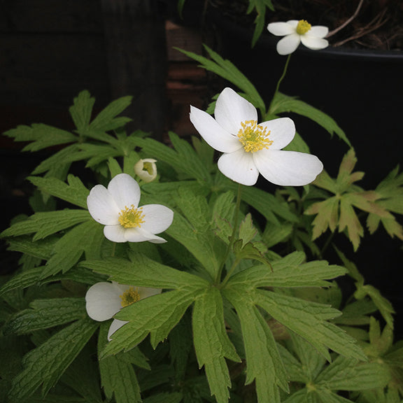 A group of Anemonastrum canadense (Canada Anemone) in bloom, displaying delicate white flowers with bright yellow centers. The deeply lobed green leaves create a lush background, while the flowers are held on slender, upright stems.